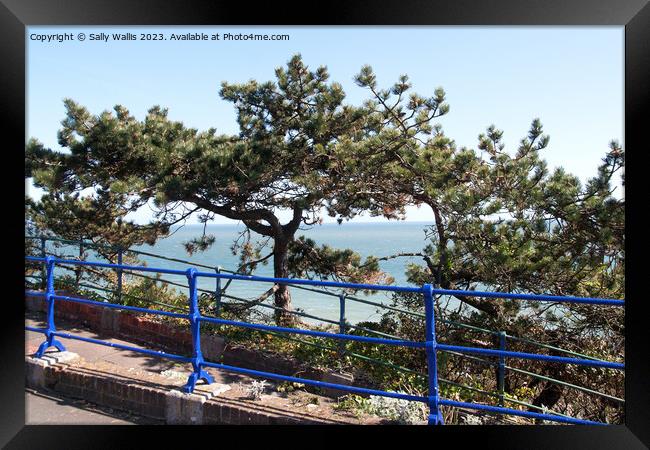 blue railings and pine trees Framed Print by Sally Wallis