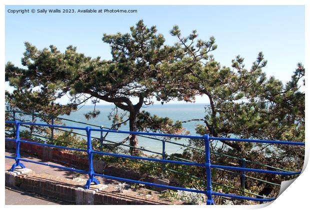 blue railings and pine trees Print by Sally Wallis