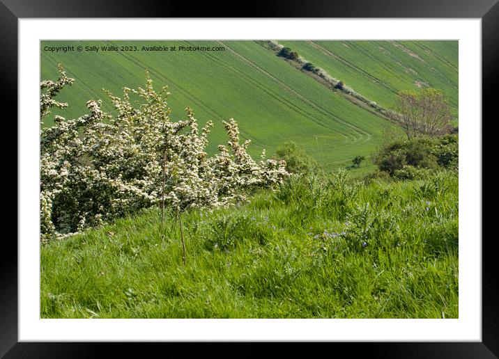 Hawthorn on South Downs Framed Mounted Print by Sally Wallis