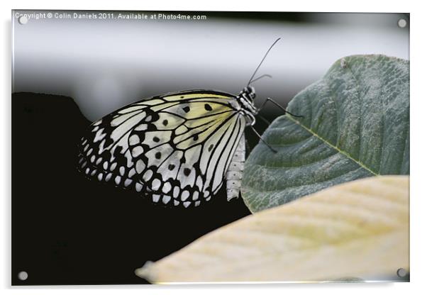 Butterfly Acrylic by Colin Daniels