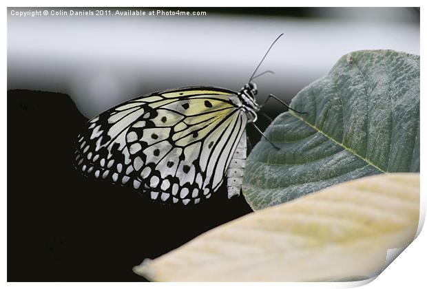 Butterfly Print by Colin Daniels