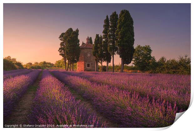 Lavender field, cypress trees and Oratorio di San Guido church.  Print by Stefano Orazzini