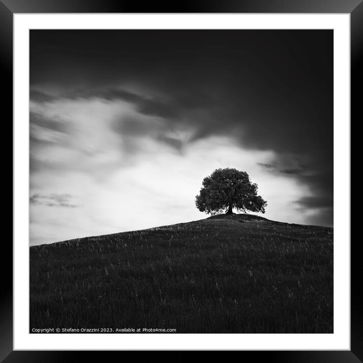 The Holm Oak of Pieve a Salti Framed Mounted Print by Stefano Orazzini