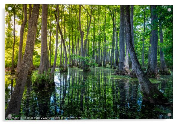 Louisiana Swamp Acrylic by Thomas Faull