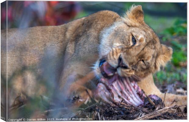 Female Lion - Having Ribs  Canvas Print by Darren Wilkes