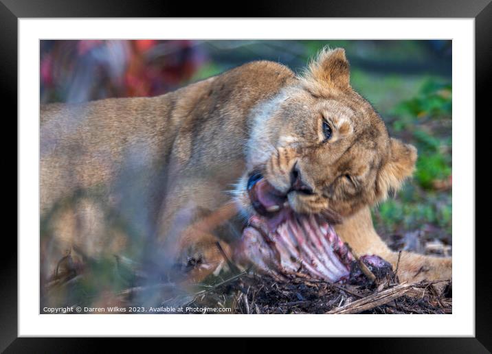 Female Lion - Having Ribs  Framed Mounted Print by Darren Wilkes