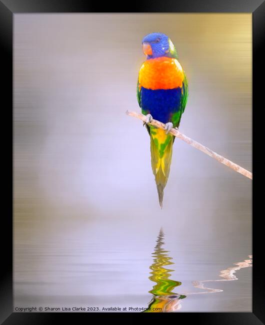 Lorikeet Framed Print by Sharon Lisa Clarke