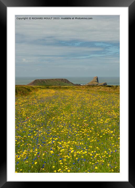 Wild Flowers at Rhossili on Gower Framed Mounted Print by RICHARD MOULT