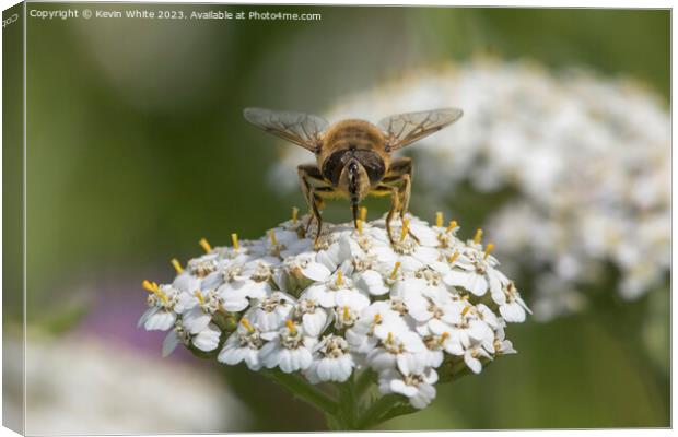 Bee covered in pollen whilst collecting necta Canvas Print by Kevin White