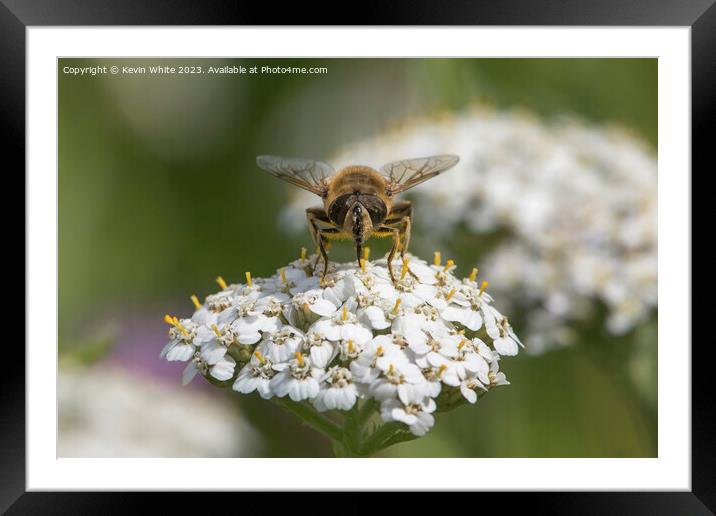 Bee covered in pollen whilst collecting necta Framed Mounted Print by Kevin White