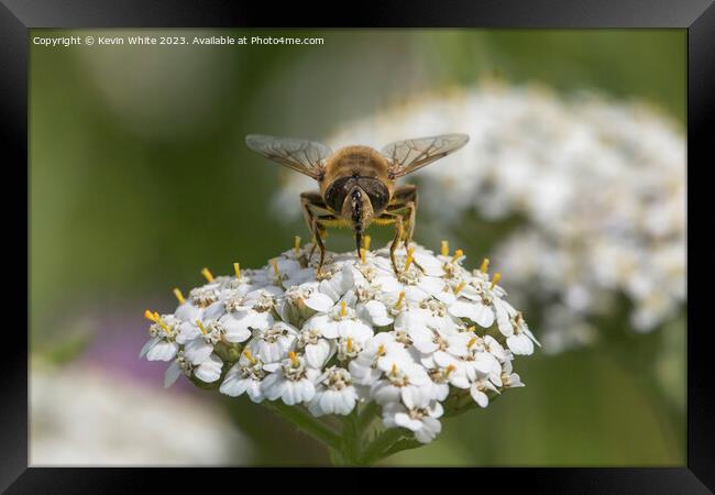 Bee covered in pollen whilst collecting necta Framed Print by Kevin White