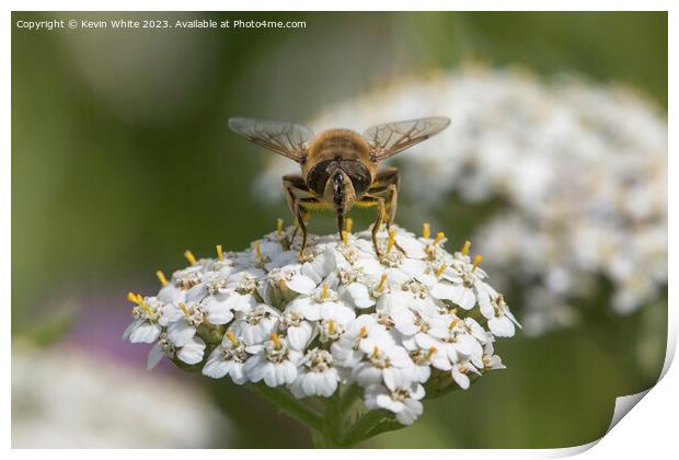 Bee covered in pollen whilst collecting necta Print by Kevin White