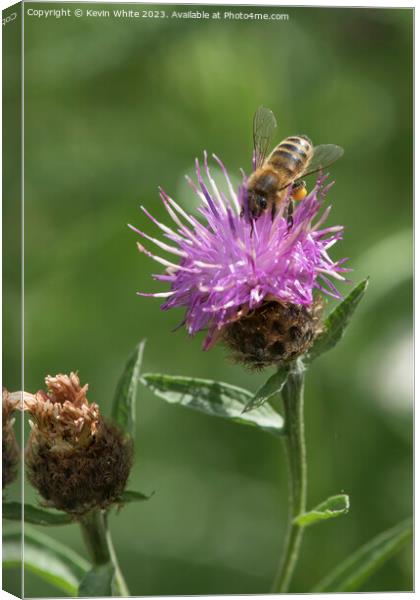 Bee loaded heavily with pollen collecting necta from a thistle f Canvas Print by Kevin White