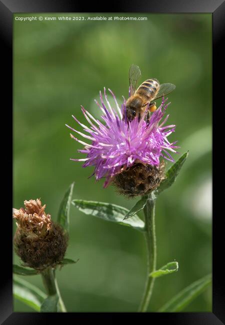 Bee loaded heavily with pollen collecting necta from a thistle f Framed Print by Kevin White