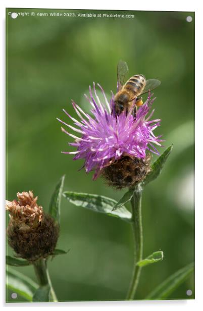 Bee loaded heavily with pollen collecting necta from a thistle f Acrylic by Kevin White