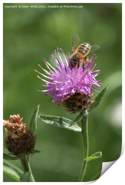 Bee loaded heavily with pollen collecting necta from a thistle f Print by Kevin White