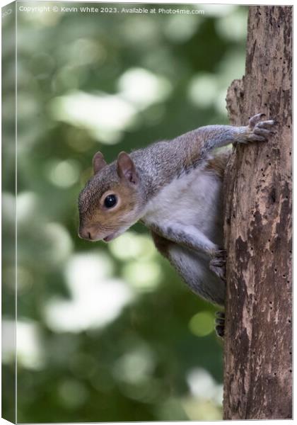 Grey squirrel hanging off an old tree with woodworm Canvas Print by Kevin White