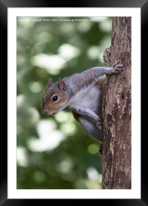 Grey squirrel hanging off an old tree with woodworm Framed Mounted Print by Kevin White