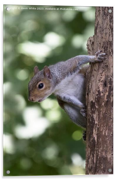 Grey squirrel hanging off an old tree with woodworm Acrylic by Kevin White