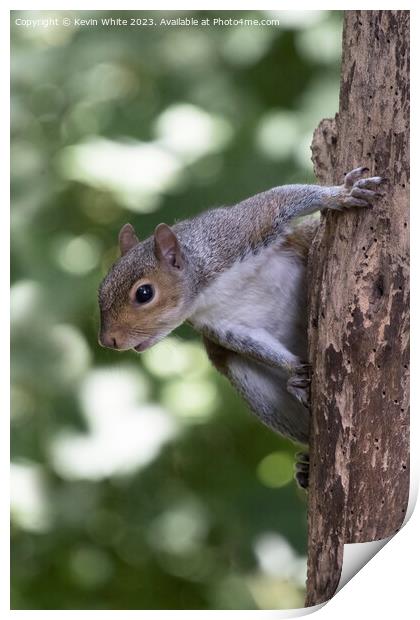 Grey squirrel hanging off an old tree with woodworm Print by Kevin White