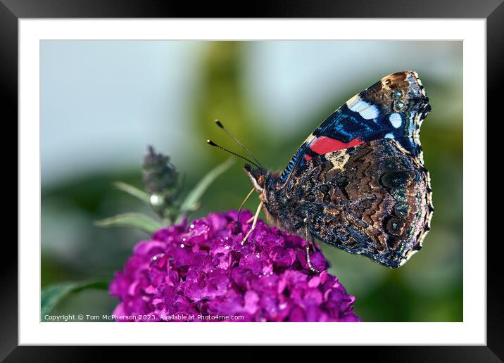 "Eyespots of the Peacock Butterfly: Nature's Bewil Framed Mounted Print by Tom McPherson