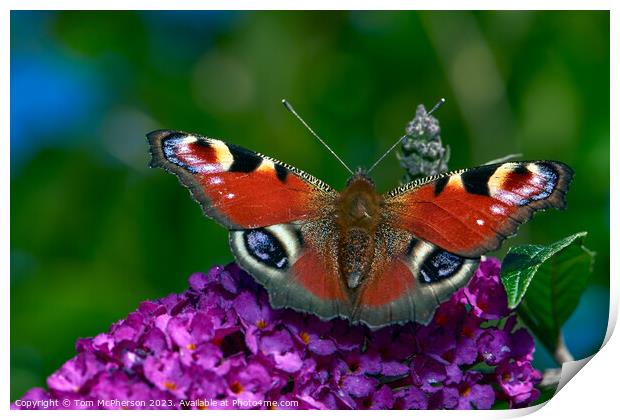 The Bewitching Elegance of the Peacock Butterfly Print by Tom McPherson