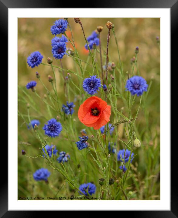 poppy and corn flowers Framed Mounted Print by Simon Johnson