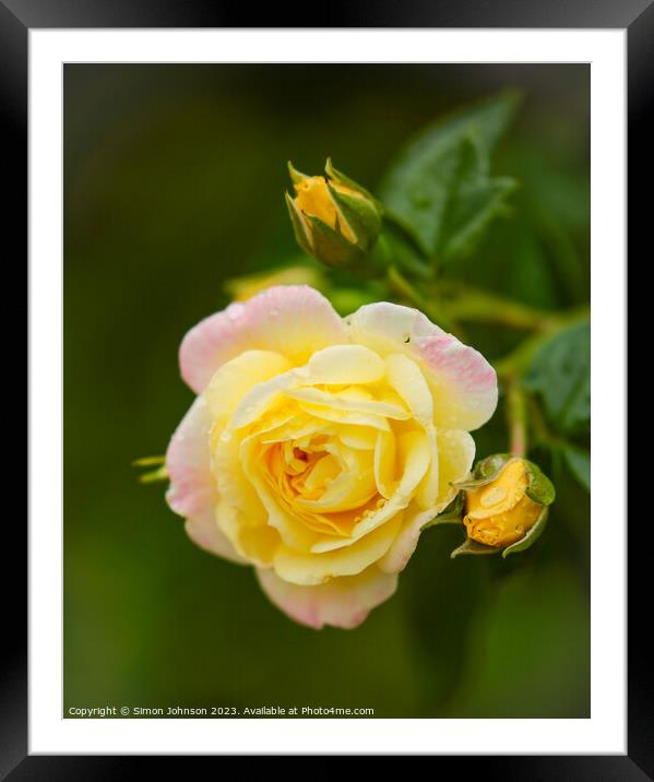 yelow  rose flower Framed Mounted Print by Simon Johnson