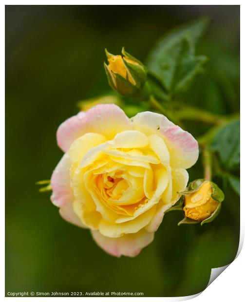 yelow  rose flower Print by Simon Johnson