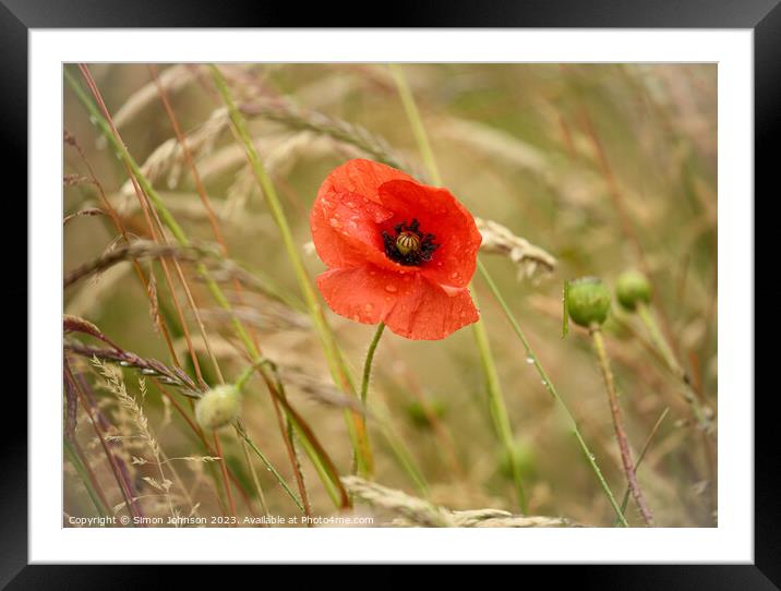 Plant flower Framed Mounted Print by Simon Johnson