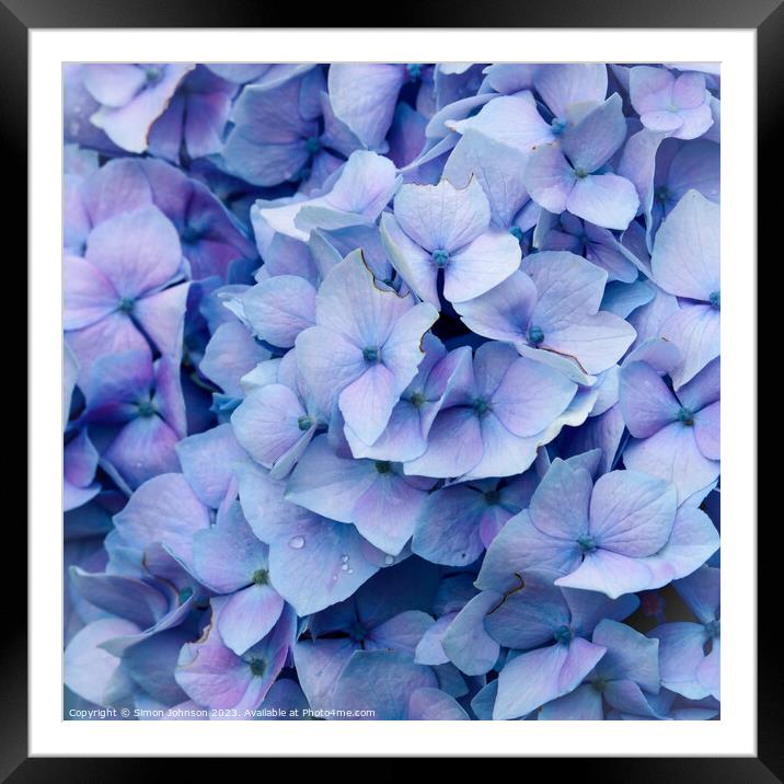 Blue hydranger flower Framed Mounted Print by Simon Johnson
