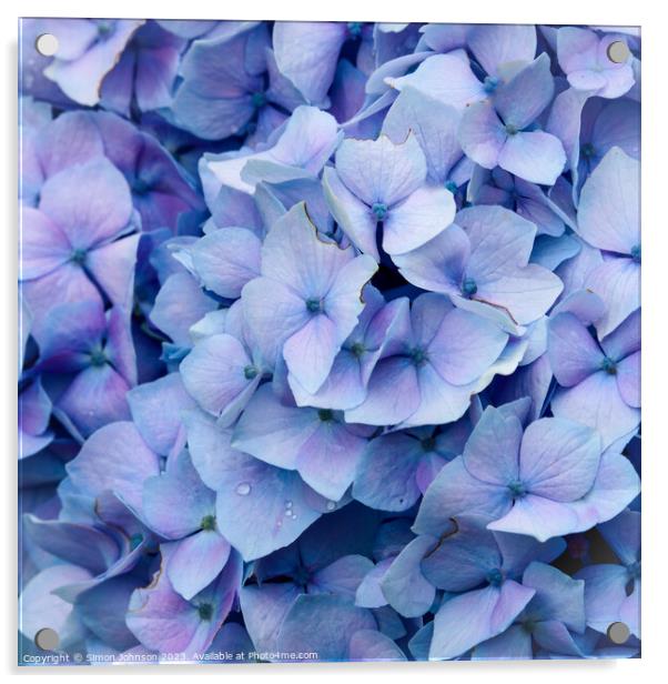 Blue hydranger flower Acrylic by Simon Johnson