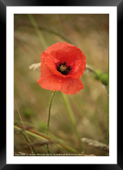poppy flower Framed Mounted Print by Simon Johnson