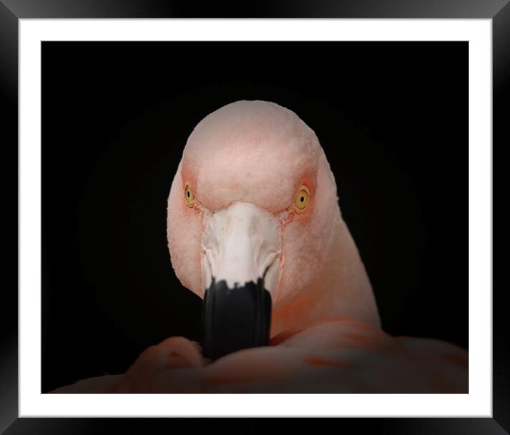 pretty in pink Framed Mounted Print by sean clifford