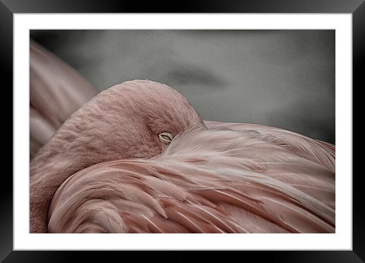 A close up of a bird Framed Mounted Print by sean clifford