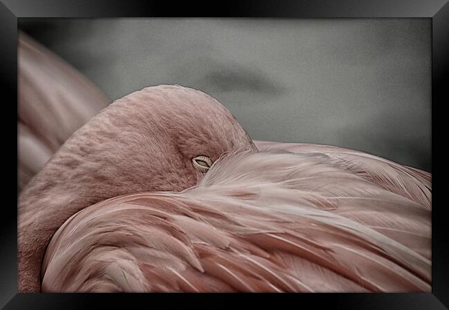 A close up of a bird Framed Print by sean clifford