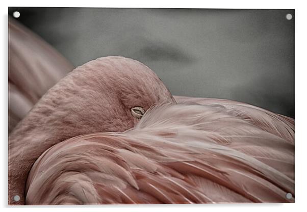 A close up of a bird Acrylic by sean clifford
