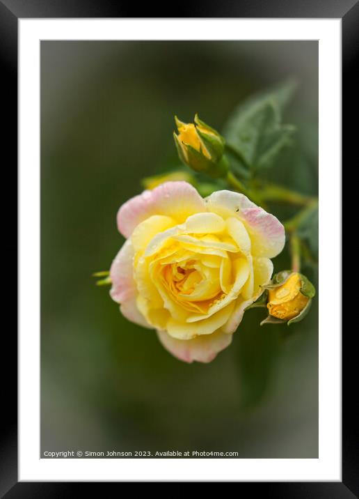 Yellow Rose Framed Mounted Print by Simon Johnson