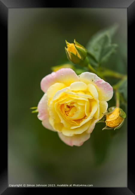 Yellow Rose Framed Print by Simon Johnson