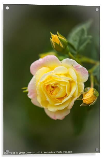Yellow Rose Acrylic by Simon Johnson