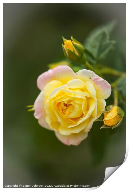 Yellow Rose Print by Simon Johnson