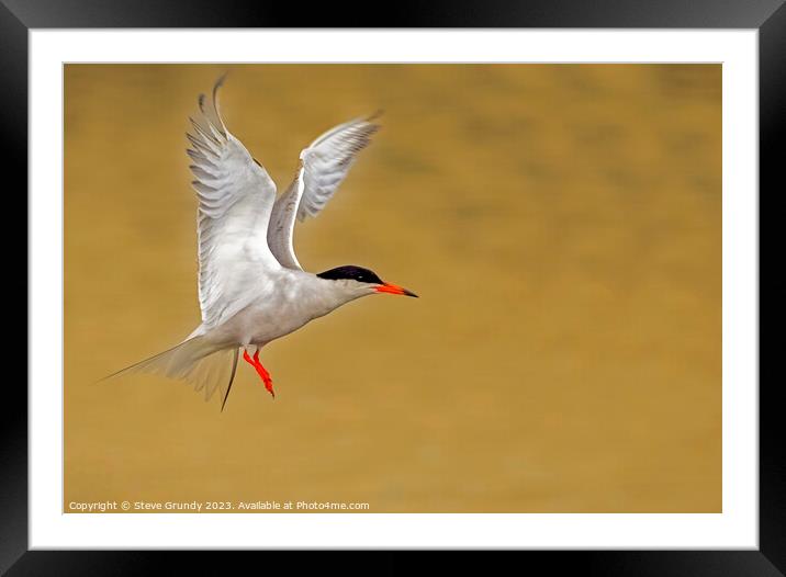 Common Tern Taking Flight  Framed Mounted Print by Steve Grundy