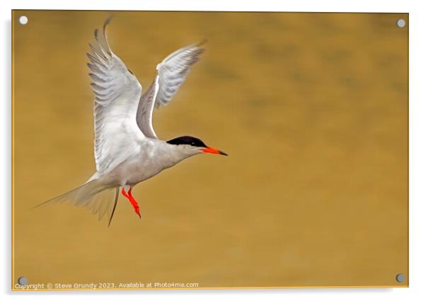 Common Tern Taking Flight  Acrylic by Steve Grundy