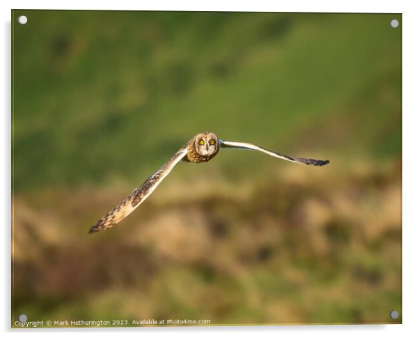 Short Eared Owl Acrylic by Mark Hetherington