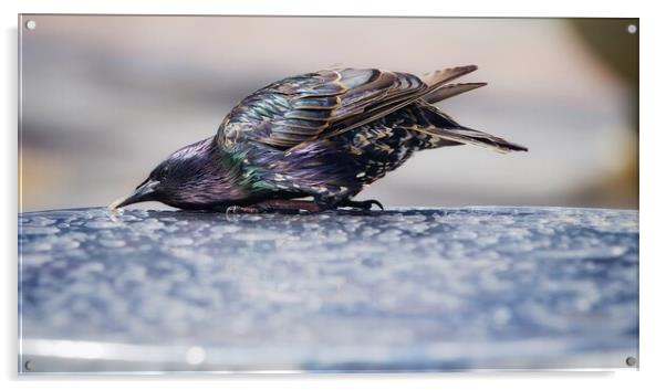 Starling Acrylic by Victor Burnside