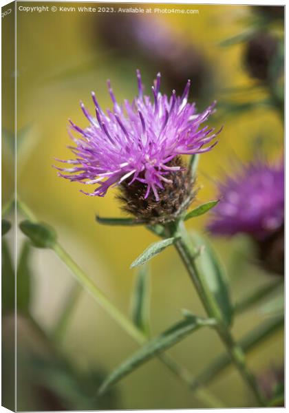 Thistle flower the sign of summer Canvas Print by Kevin White