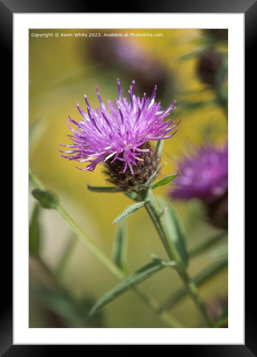 Thistle flower the sign of summer Framed Mounted Print by Kevin White