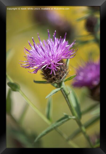 Thistle flower the sign of summer Framed Print by Kevin White