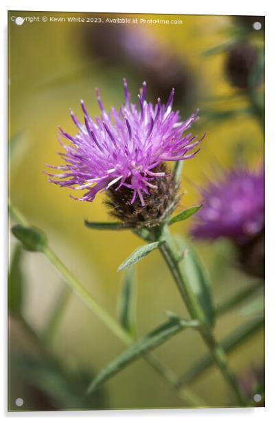 Thistle flower the sign of summer Acrylic by Kevin White
