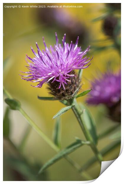Thistle flower the sign of summer Print by Kevin White